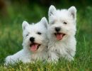 pups1000