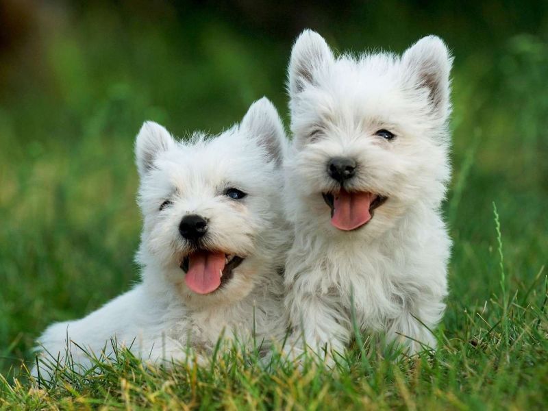 pups1000