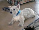 albert1