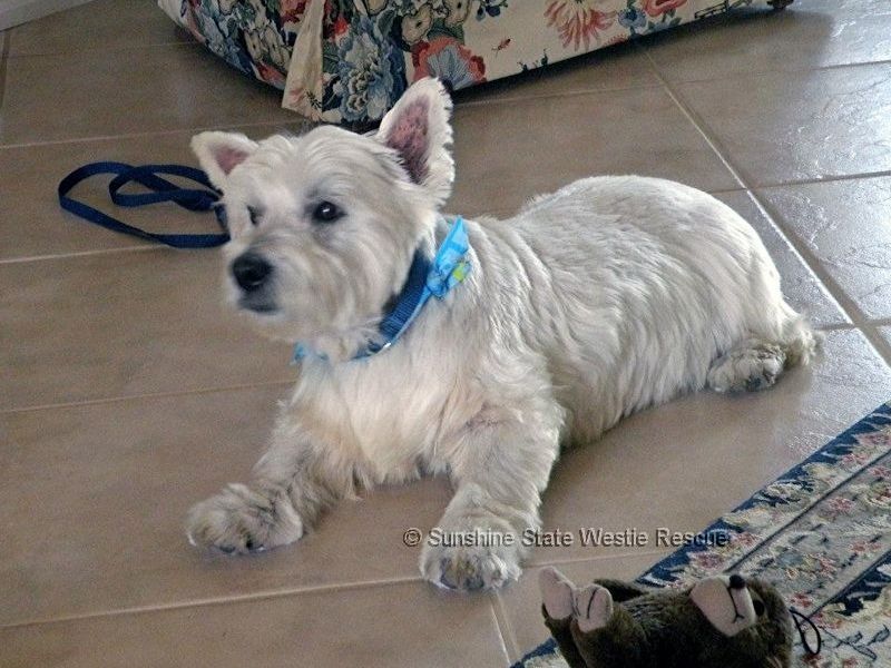 albert1