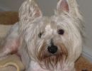 angus