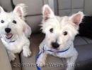 barney and daisy