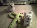 blossom and muffy