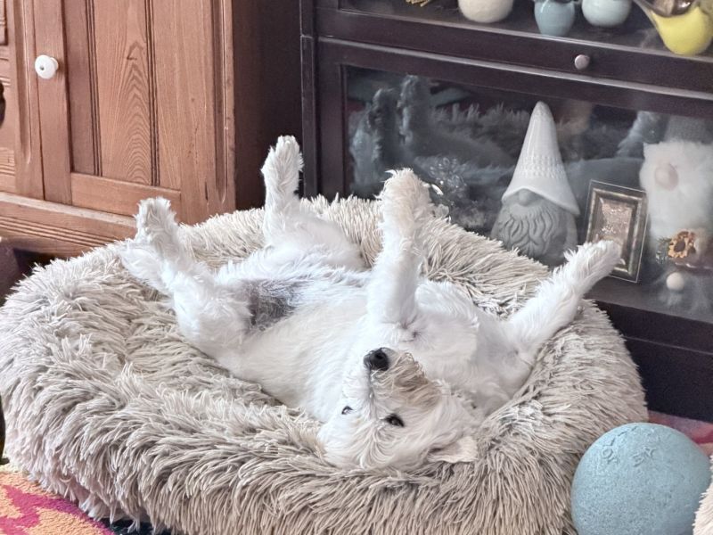 roscoe.jpg