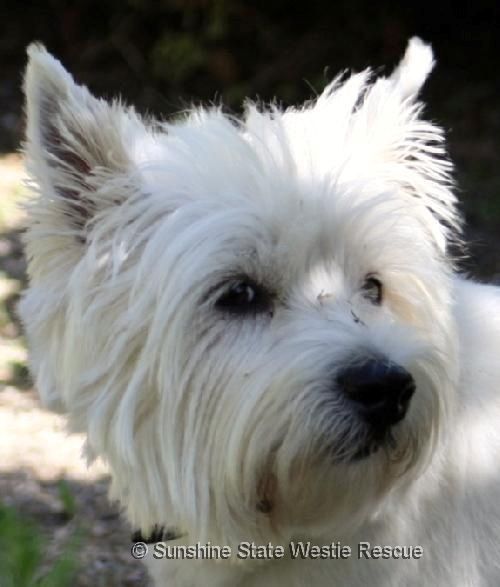 tallulah