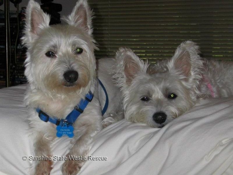 tinker and belle